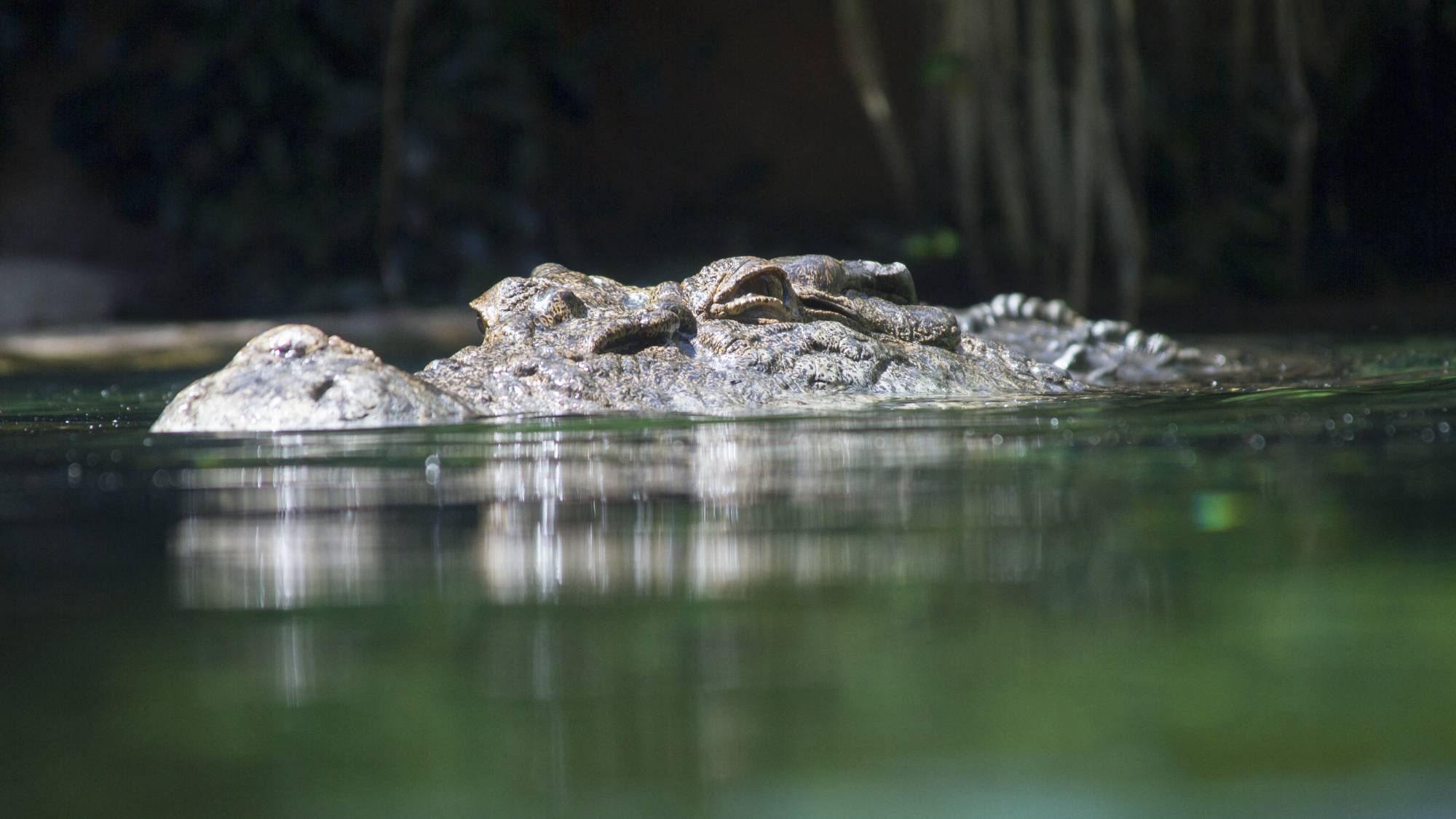 Saltwater crocodile in water, surface level view